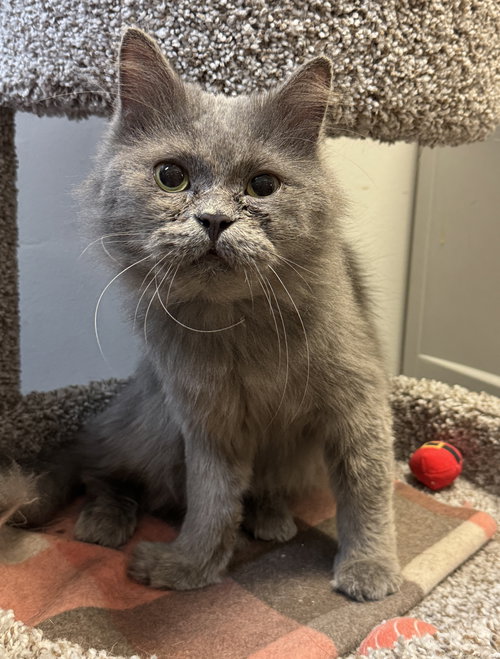 Sameera, an adoptable Domestic Long Hair in Herndon, VA
