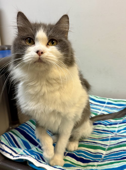 Gracie, an adoptable Domestic Long Hair in Herndon, VA