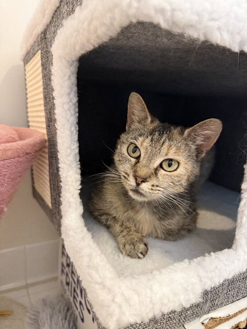Ms. Phyllis, an adoptable Domestic Short Hair in Herndon, VA
