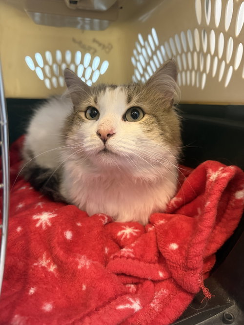 Colter, an adoptable Domestic Medium Hair in Herndon, VA