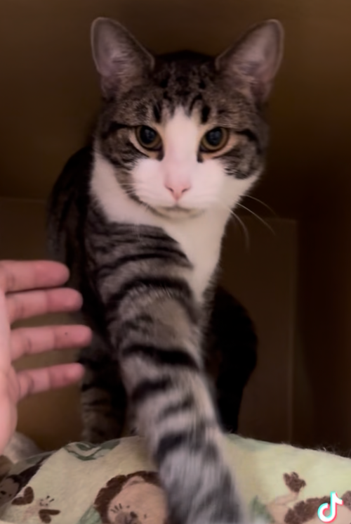 Clawdius, an adoptable Domestic Short Hair in Herndon, VA