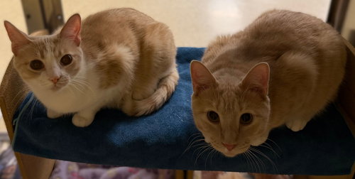 Bart & Buff (BONDED), an adoptable Domestic Short Hair in Herndon, VA