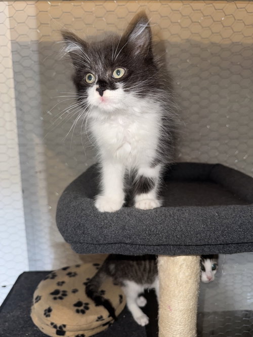 Tex, an adoptable Domestic Medium Hair in Herndon, VA