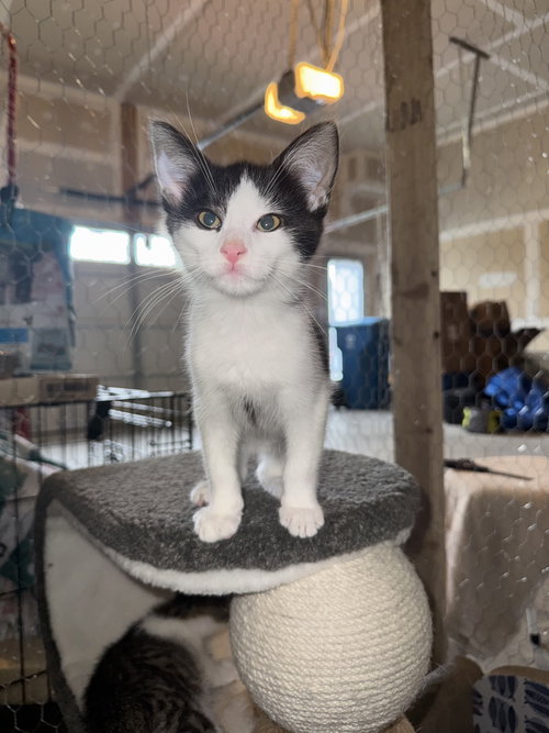 Ranger, an adoptable Domestic Short Hair in Herndon, VA