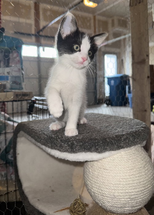 Wyatt, an adoptable Domestic Medium Hair in Herndon, VA