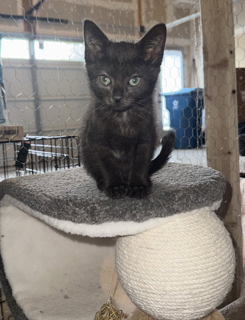 Colt, an adoptable Domestic Medium Hair in Herndon, VA