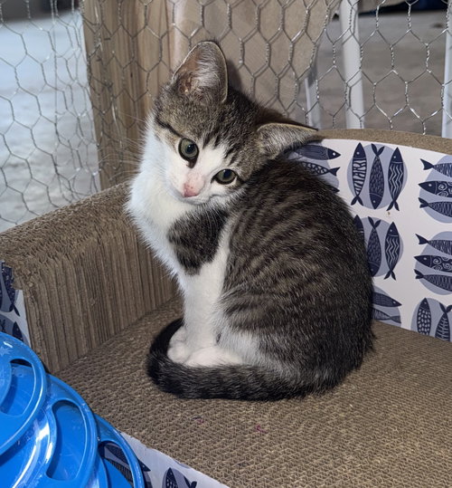 Buck, an adoptable Domestic Short Hair in Herndon, VA