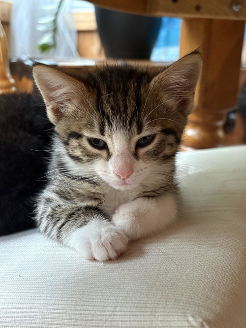 Maple, an adoptable Domestic Short Hair in Herndon, VA