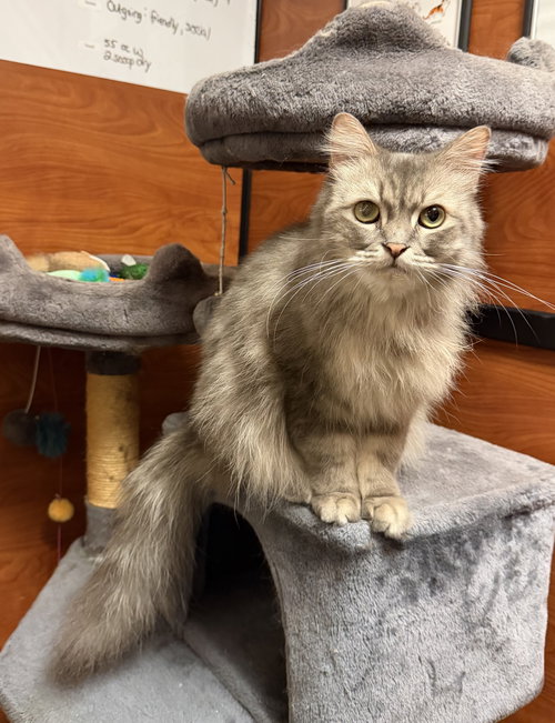 Rose, an adoptable Domestic Long Hair in Herndon, VA