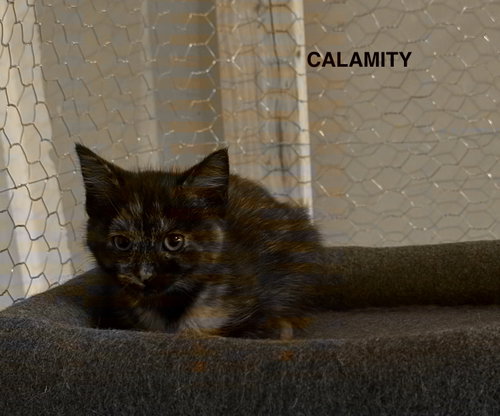 Calamity, an adoptable Domestic Short Hair in Herndon, VA
