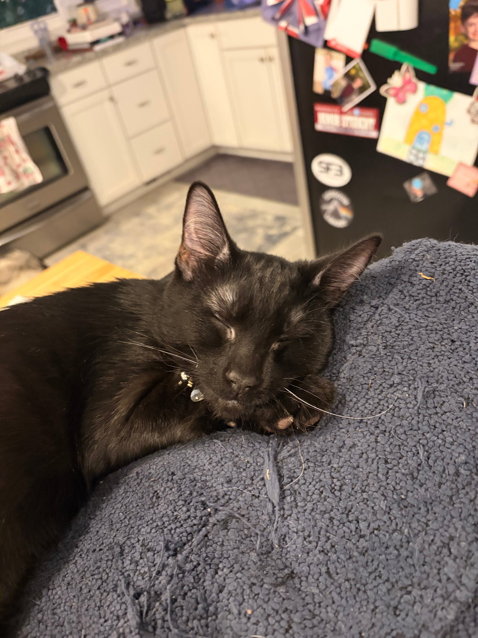 Jerry, cat