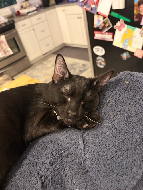 Jerry, a cat for adoption from Fancy Cats Rescue Team