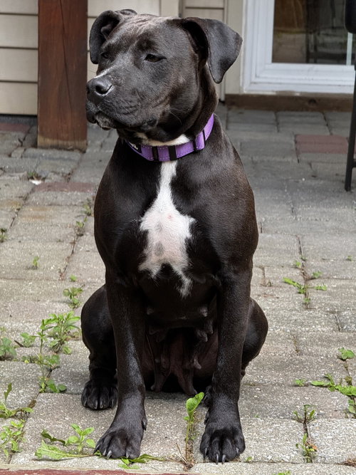 Winona, an adoptable Labrador Retriever in Herndon, VA