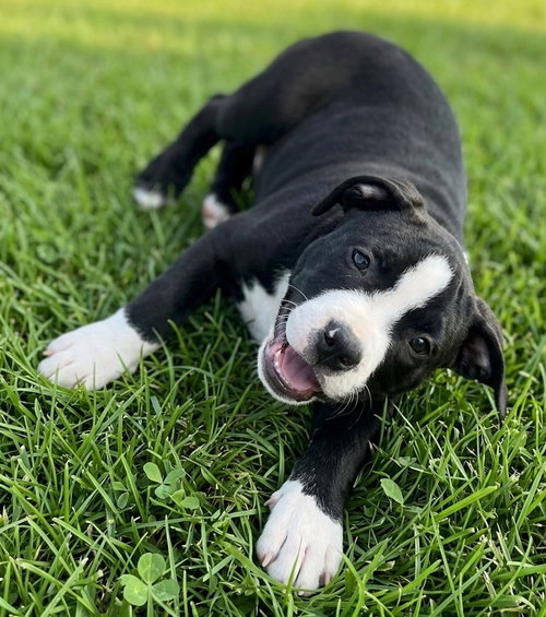 Walter *FOSTER HOME NEEDED*