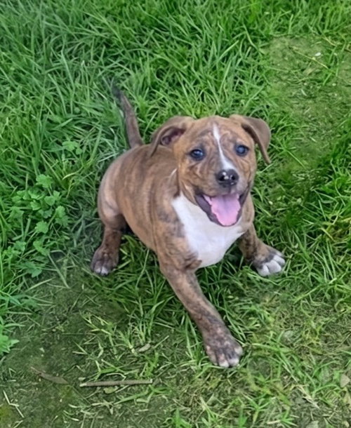 Wesley *FOSTER HOME NEEDED*