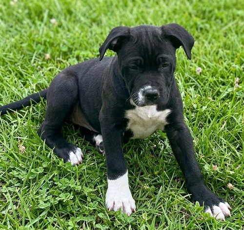 Wilson *FOSTER HOME NEEDED*