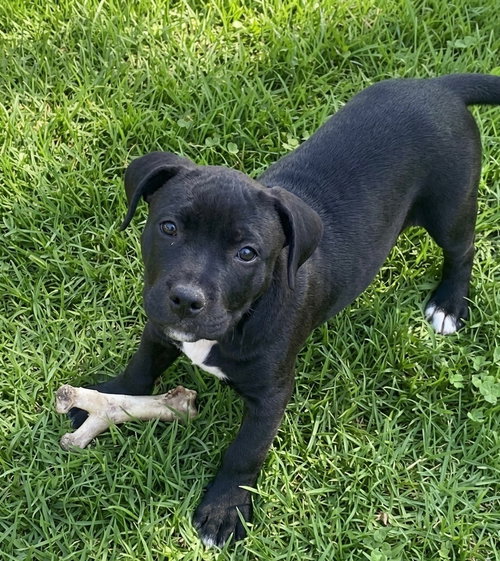 Wybee *FOSTER HOME NEEDED*