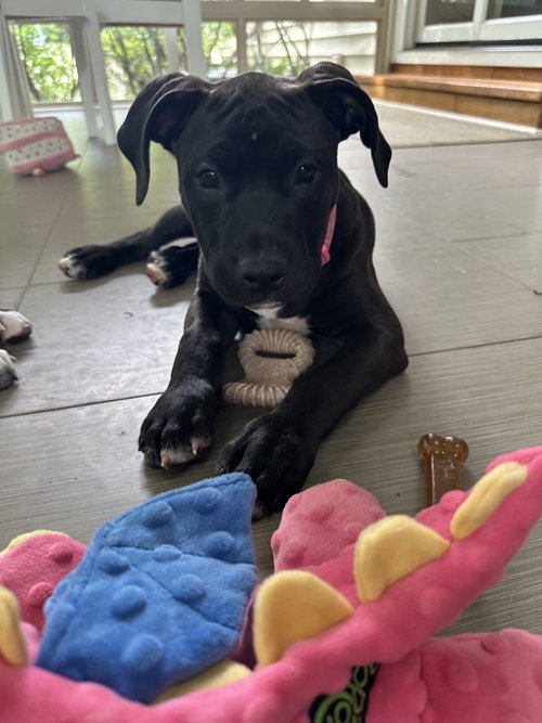 Wybee, an adoptable Labrador Retriever in Herndon, VA