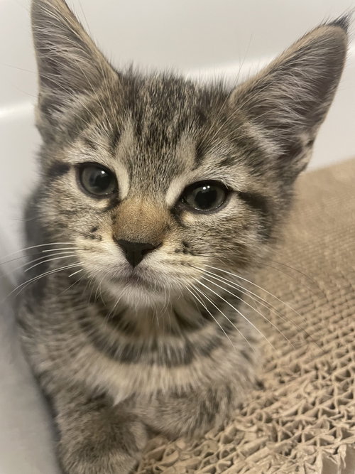 Dill, an adoptable Domestic Short Hair in Herndon, VA