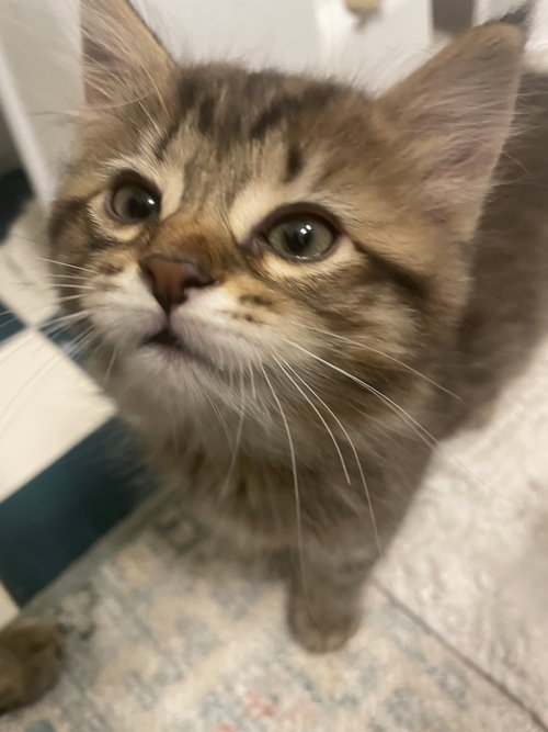 Sesame, an adoptable Domestic Short Hair in Herndon, VA