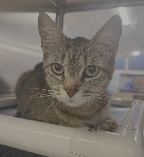 Hedwig, an adoptable Domestic Short Hair in Herndon, VA