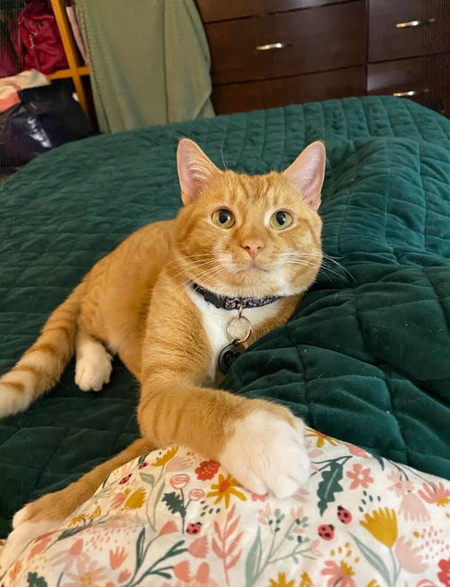 Ginger