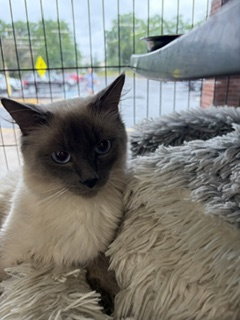 Simon
