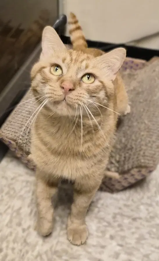 Mac - Domestic Short Hair