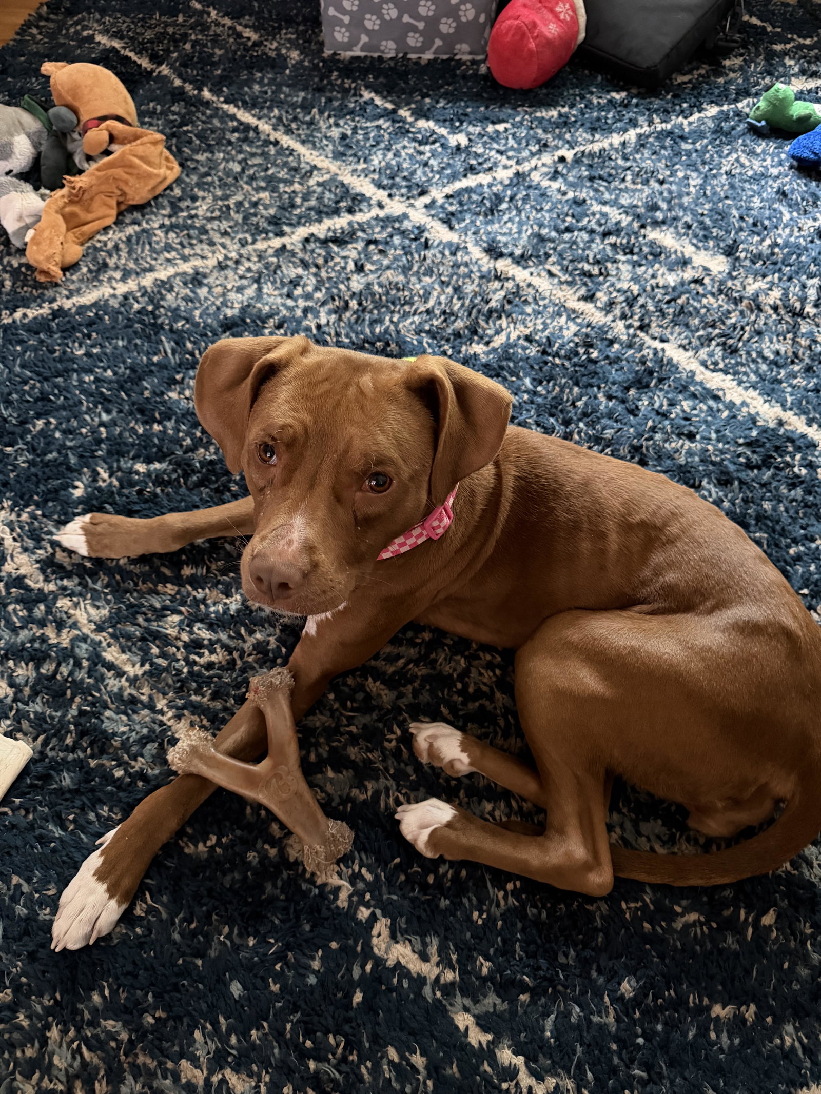 Pebbles, photo 2