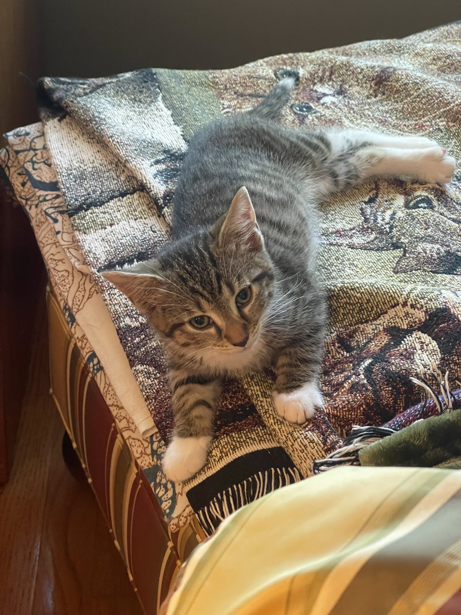 Puss n Boots, cat