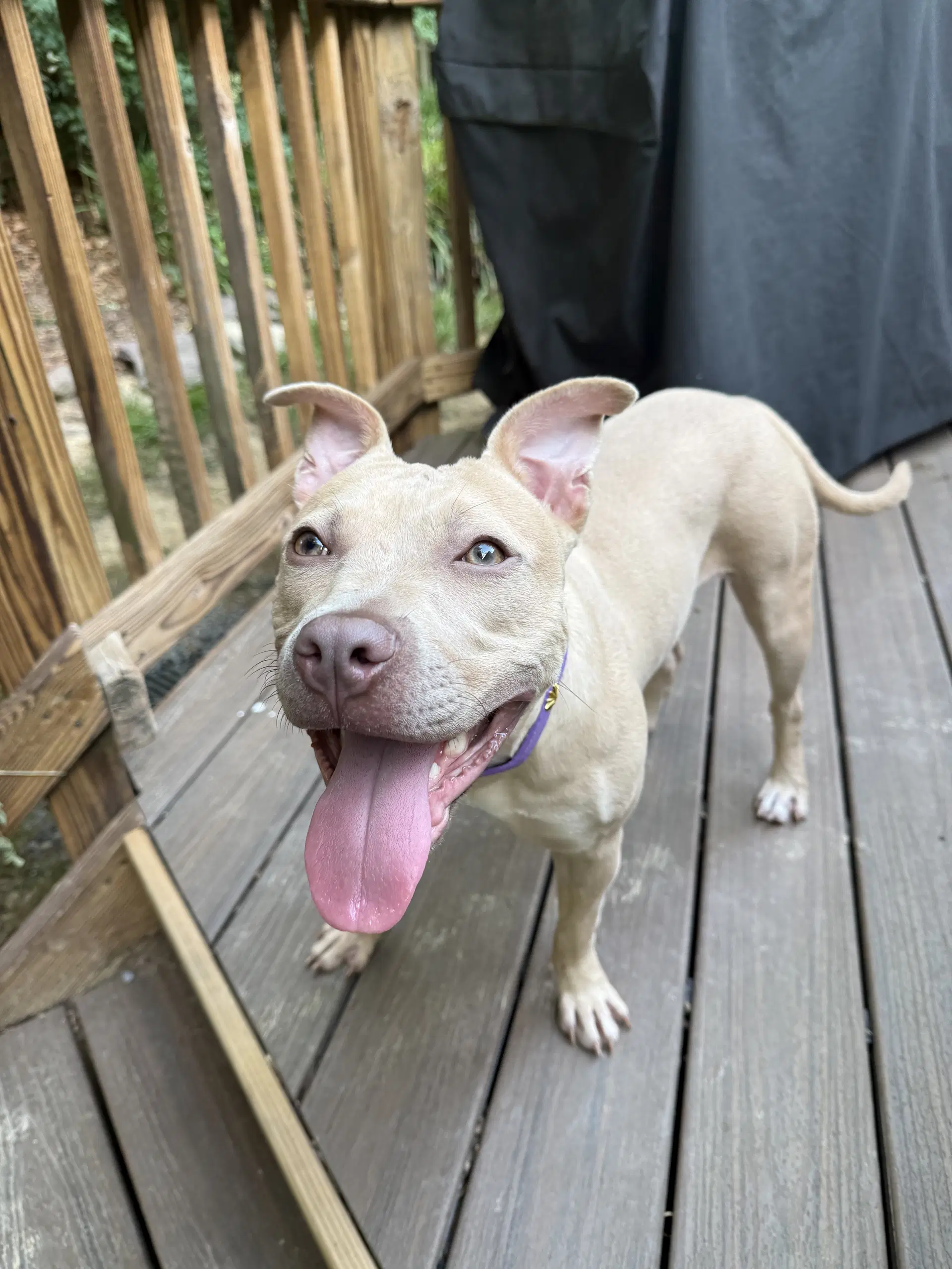 Arya - Foster Home Needed - Staffordshire Bull Terrier