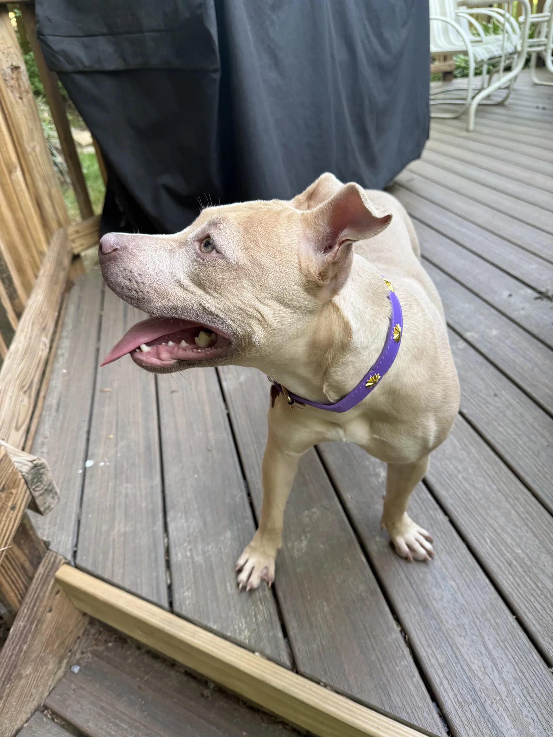 Arya - Foster Home Needed image 2