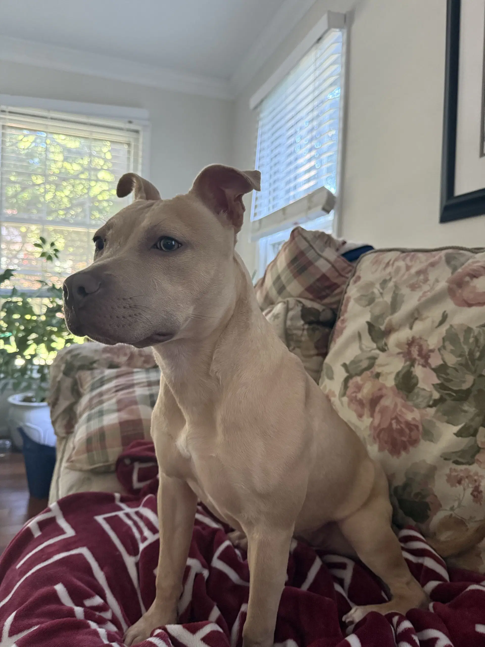 Arya - Foster Home Needed image 3