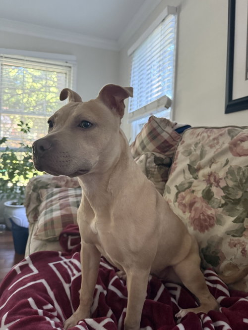 Photo 3 of Arya -FOSTER HOME NEEDED
