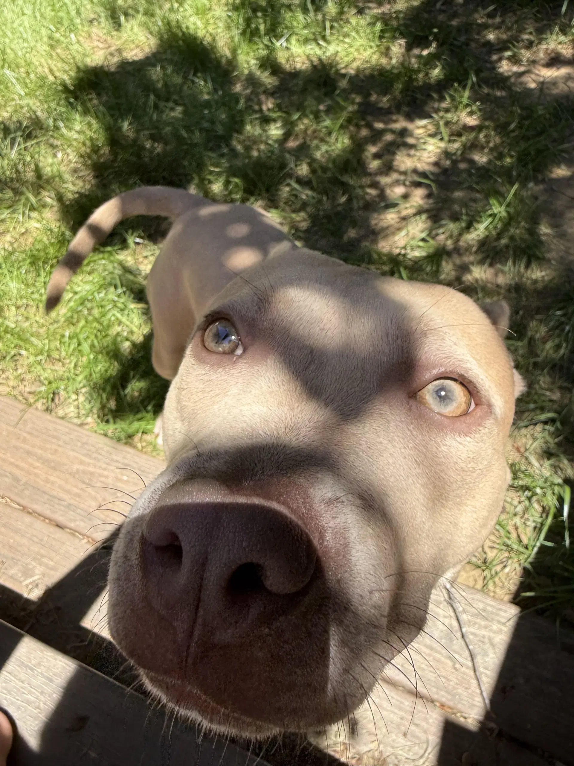 Arya - Foster Home Needed image 4