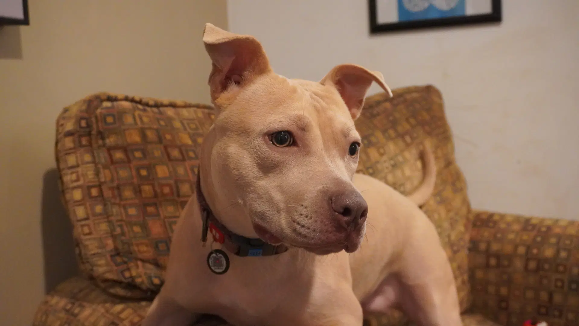 Arya -Foster Home Needed image 2