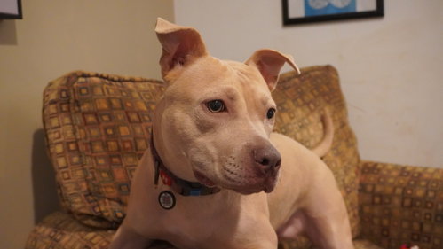 Photo 2 of Arya -FOSTER HOME NEEDED