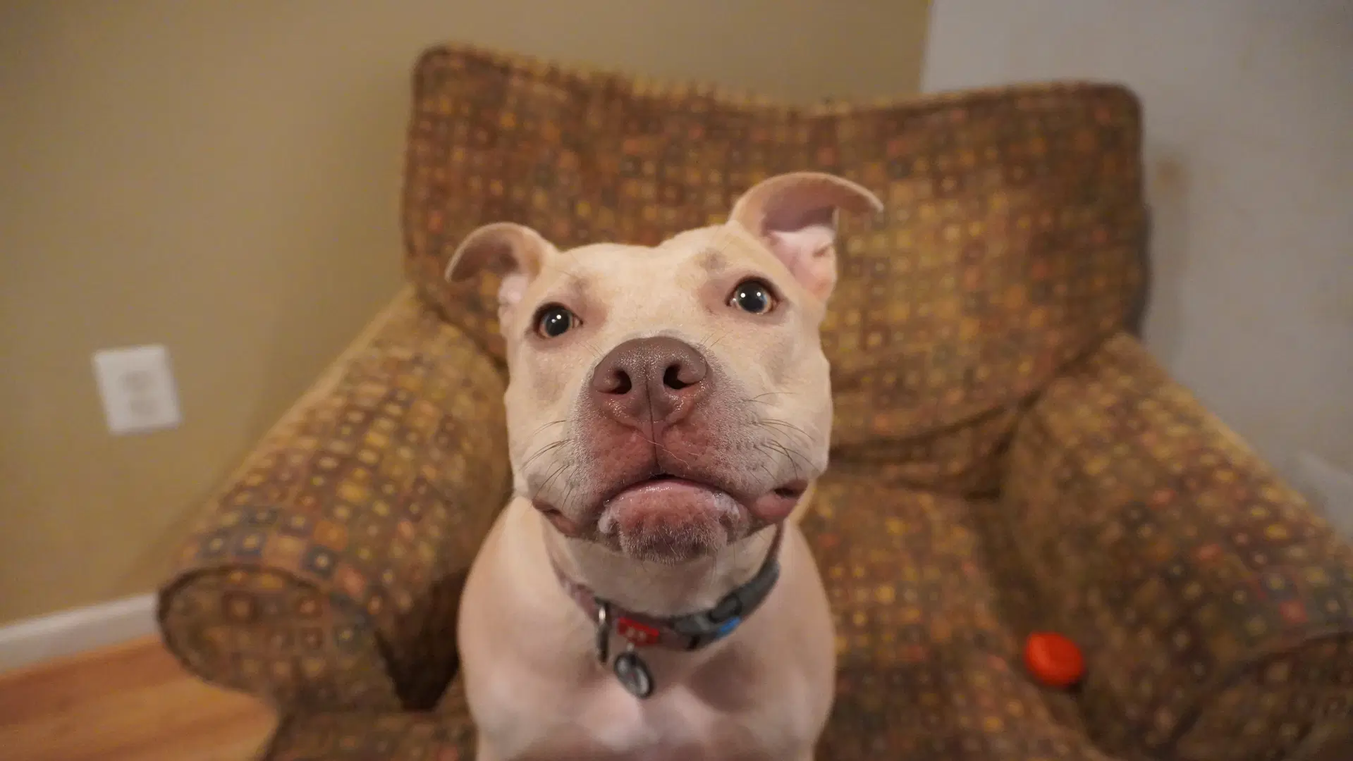 Arya -Foster Home Needed image 4