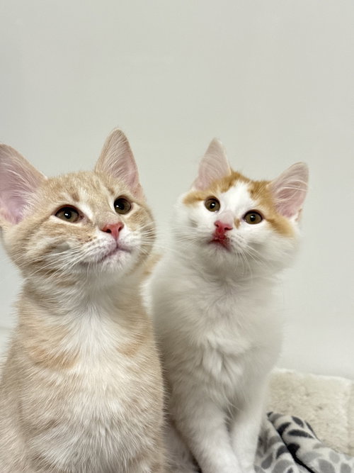 Appa & Momo *BONDED*