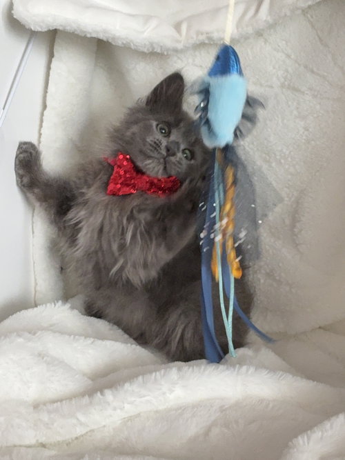 Nimbus