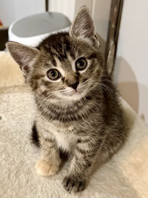 Fern