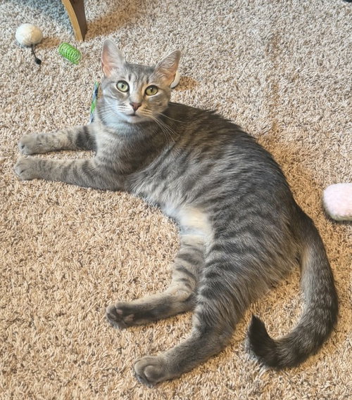 Photo 2 of Willow - FEE SPONSORED