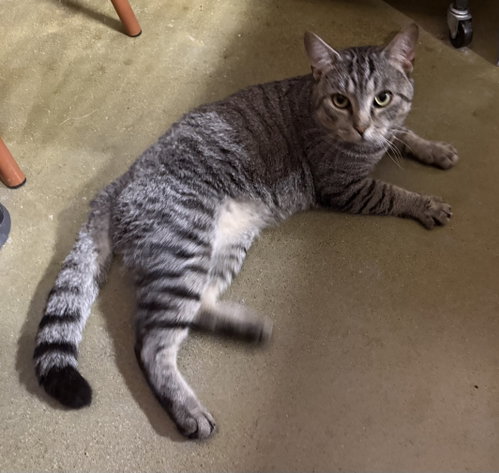 Shadow (tabby)