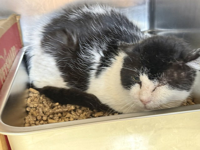 Teddy - NEEDS BARN HOME, cat
