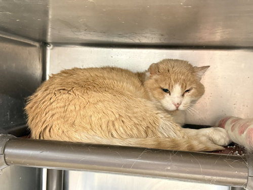 Muffin Man - NEEDS BARN HOME
