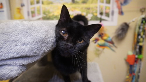 Juanita, a cat for adoption from Fancy Cats Rescue Team
