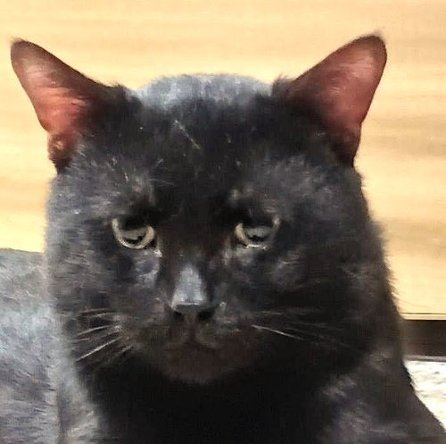 Gato