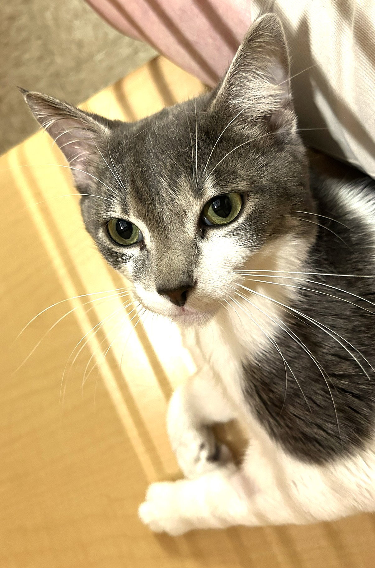 Tom - adult silver tabby, cat
