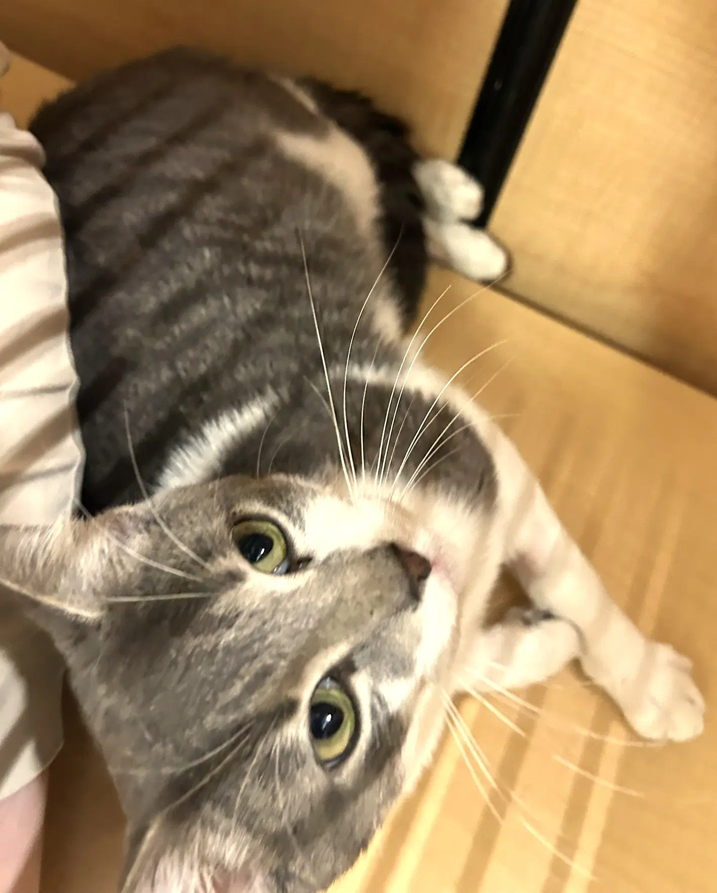 Tom - Adult Silver Tabby image 2