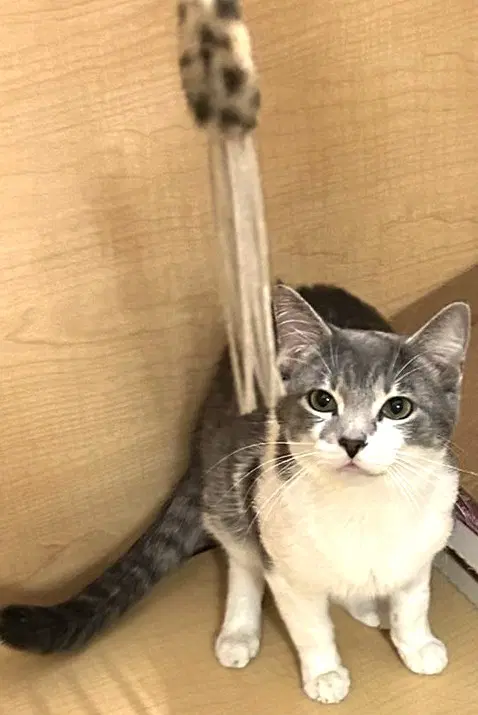 Tom - Adult Silver Tabby image 3